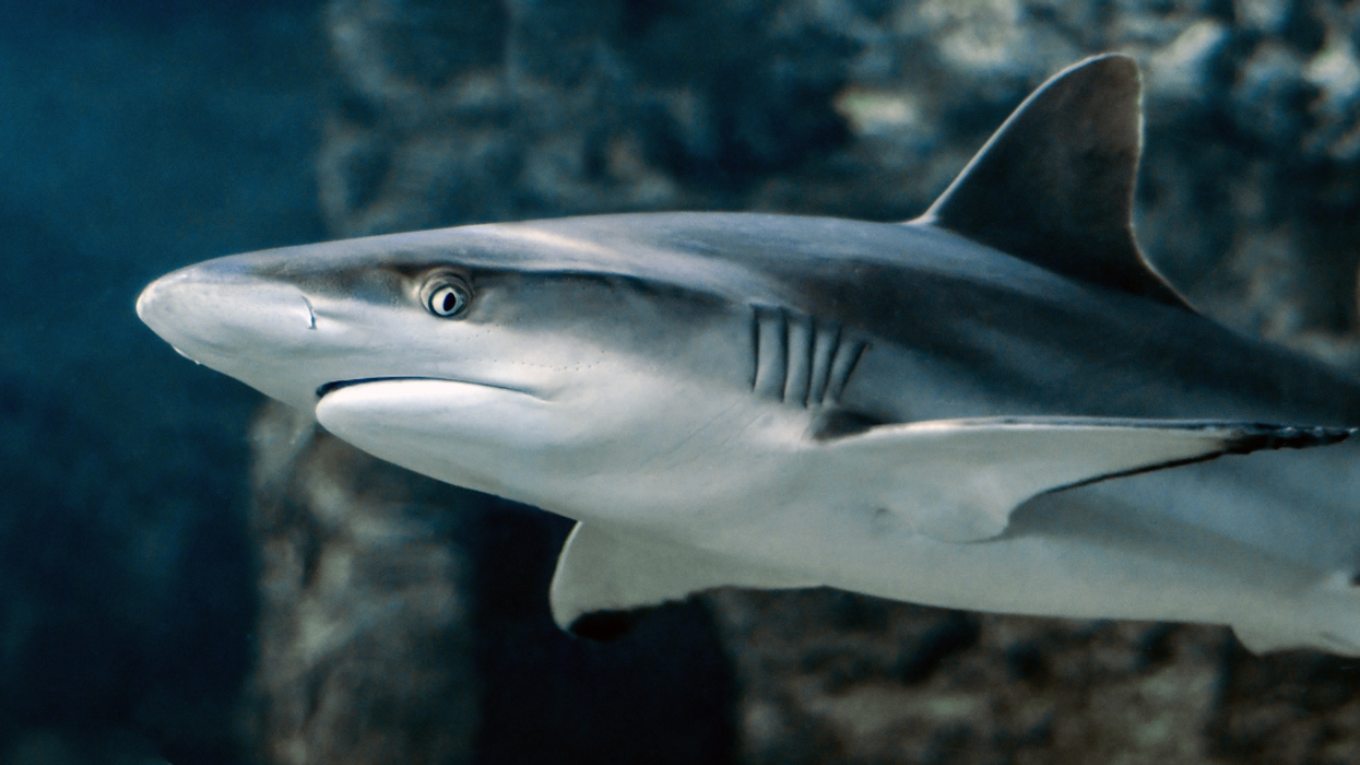 shark, rescue, suspenseful video, danger, environment