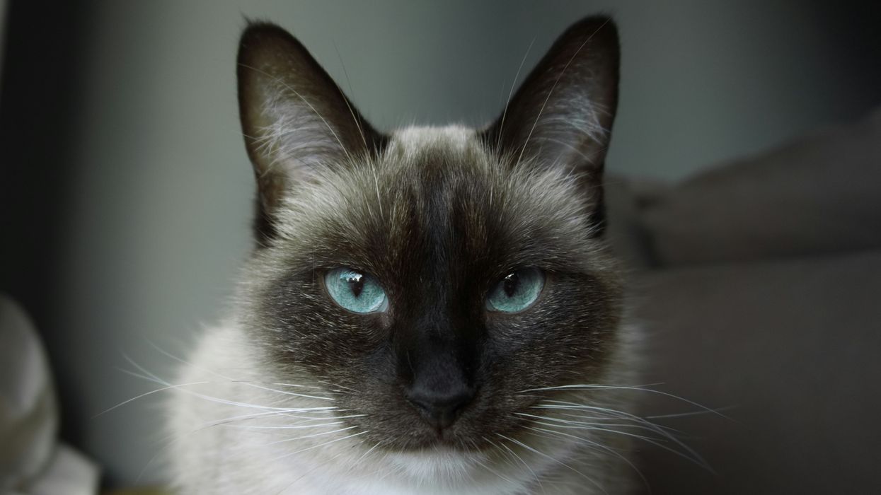 siamese, physics, author, cat, science, pawprints
