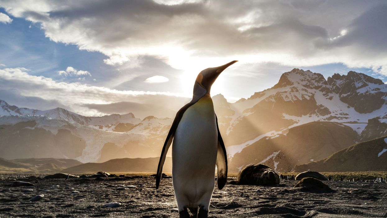 Penguins work together to commit an outrageous heist involving a pelican