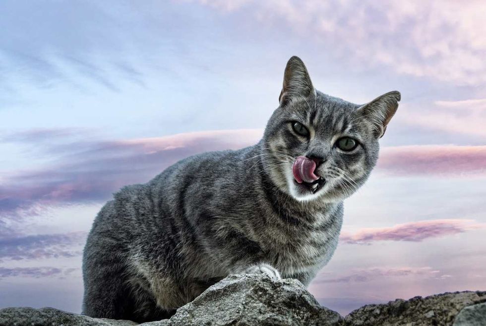 Stray cat with its mouth open and tongue out (Representative Image Source: Getty Images | Jose A. Bernat Bacete)