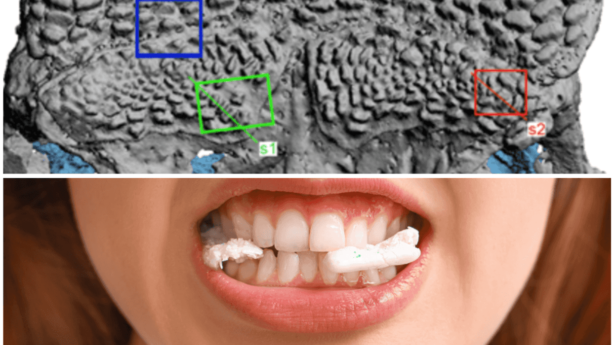 teeth, scientific discovery, evolution, chewing, fish