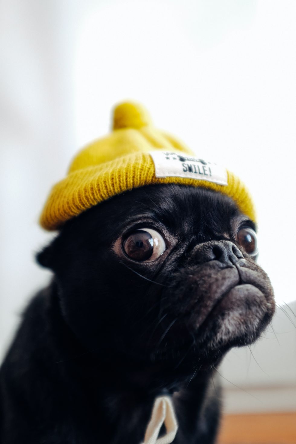 This doggo has some concerns.