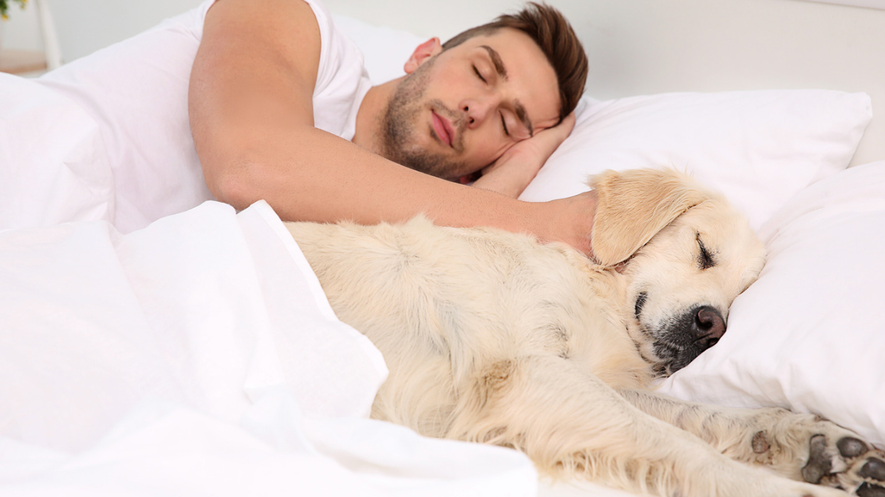 veterinarian, dog owners, sleep study, dog sleep with owners, pet care tips