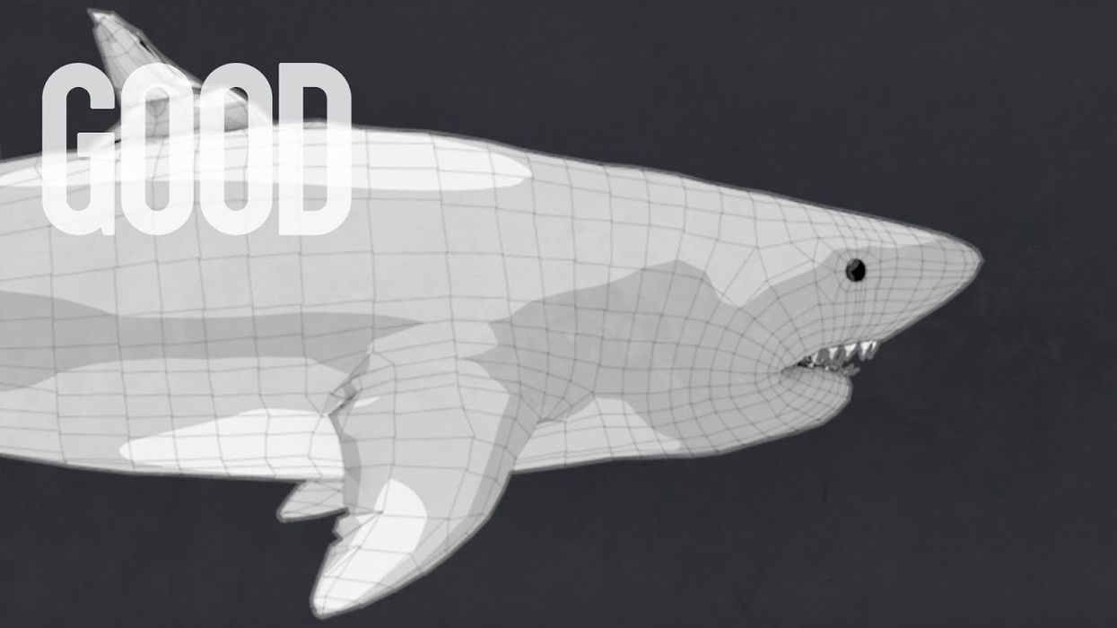 Watch: What is the world's deadliest animal?