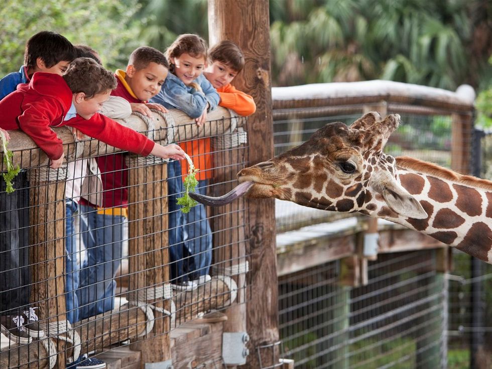 zoo, family pets, humane society, coupons, educational activities, giraffe