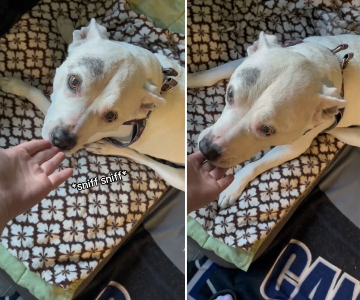 Image Source: TikTok | @rachelhmarie