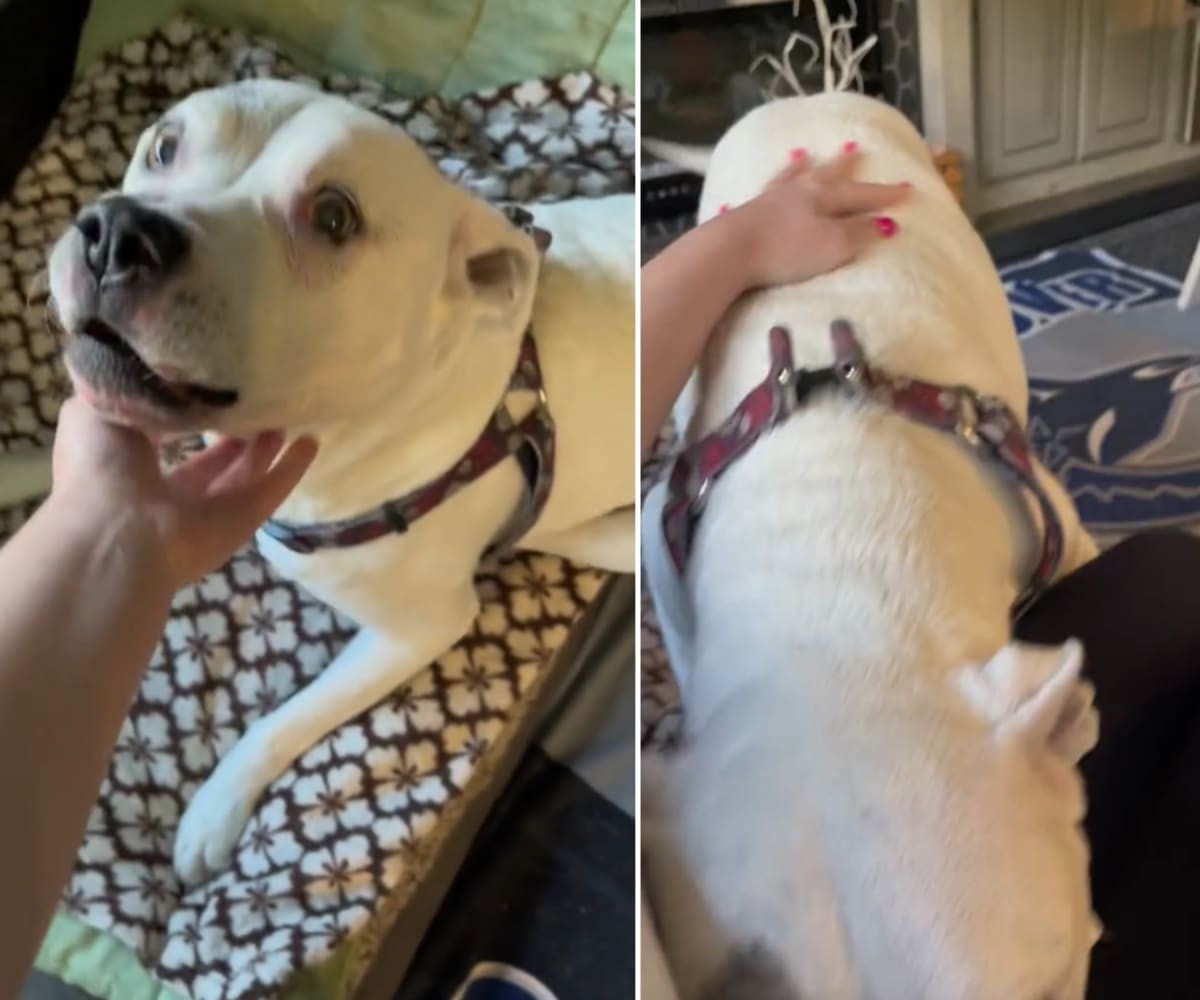 Image Source: TikTok | @rachelhmarie