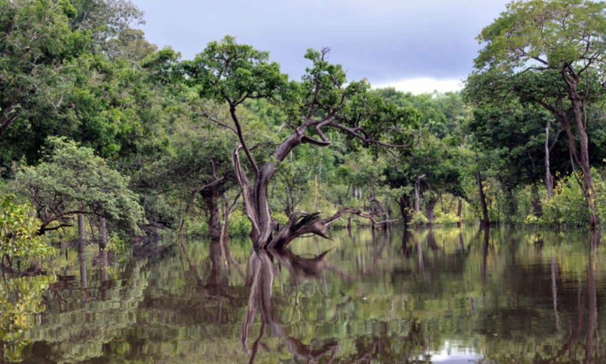 The trees of the Amazon rainforest. via Amauri Aguiar/Flickr