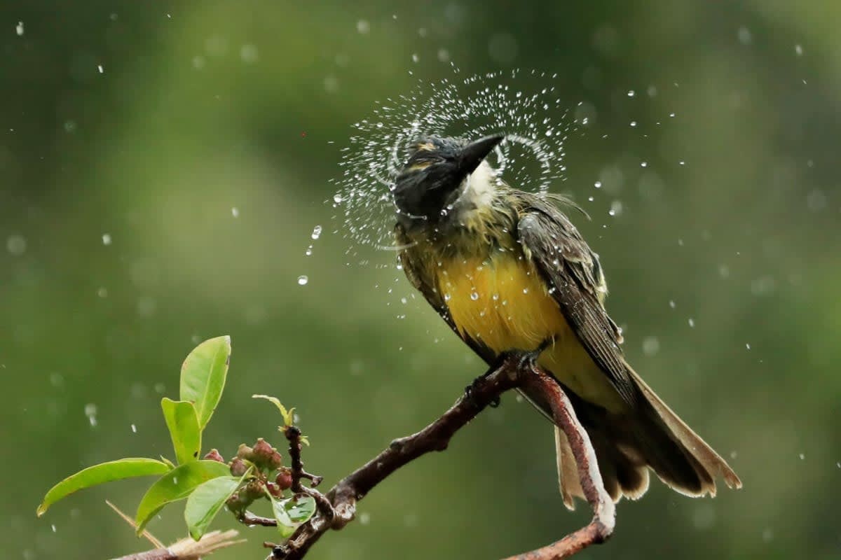 Image source: A great kiskadee shakes water from its feathers during a delay in play due to inclement weather in December 06, 2020, in Playa del Carmen, Mexico. (Photo by Cliff Hawkins/Getty Images)