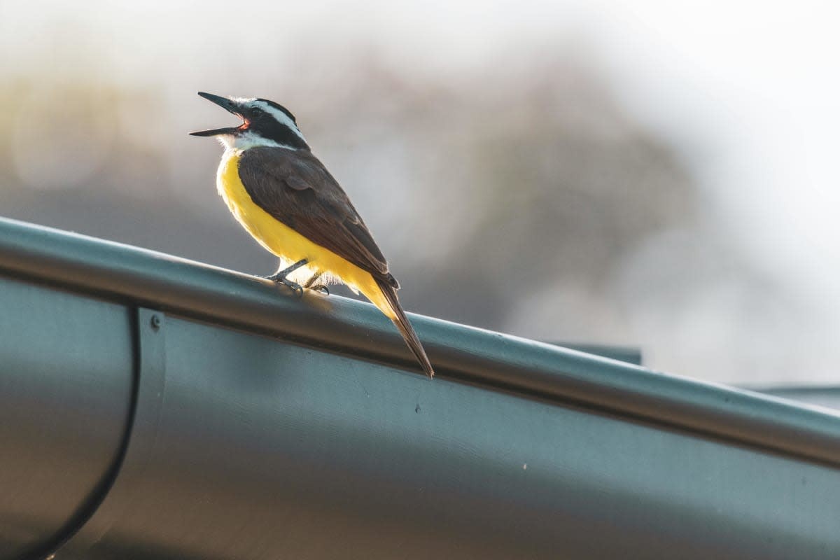 Image source: Pexels |Photo by Samuel Sweet