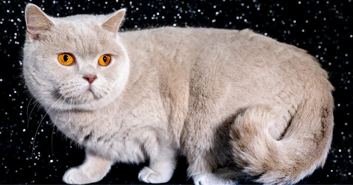 Image  Source : Nova, a thorn British Shorthair cat is seen in a portrait session during GCCF Shropshire Cat Show on February 03, 2024 in Walsall, England. (Photo by Shirlaine Forrest/WireImage)