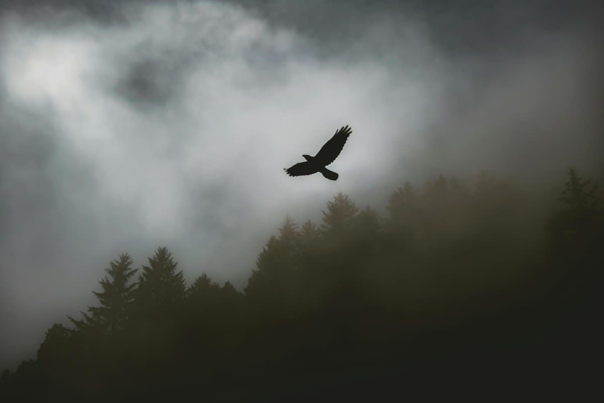 Image source: Pexels | Photo by Tim Mossholder