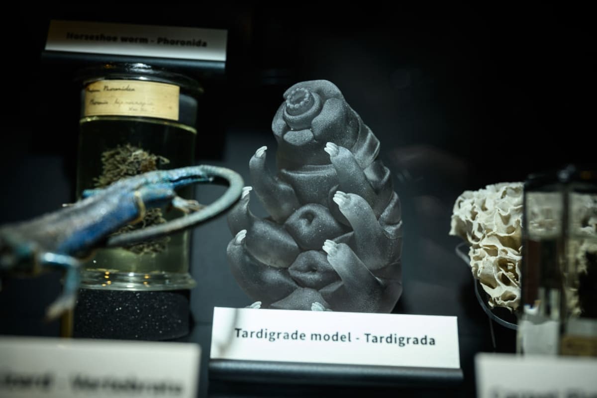 Image Source: A model tardigrade is seen in a display case at The Grant Museum on February 20, 2024, in London, England. (Photo by Leon Neal/Getty Images)