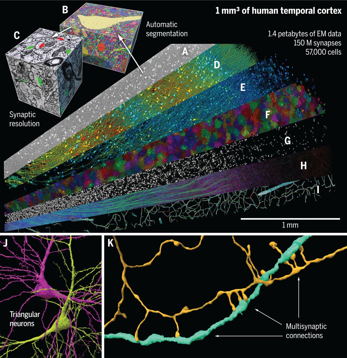 Image Source: Science