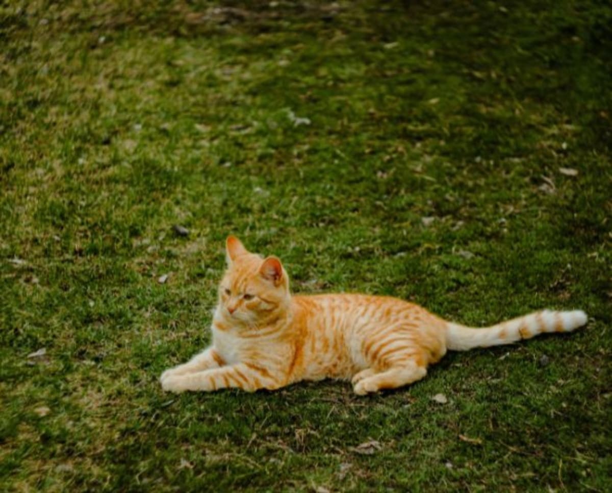 Representative Image Source: Pexels | Photo by Lena Glukhova