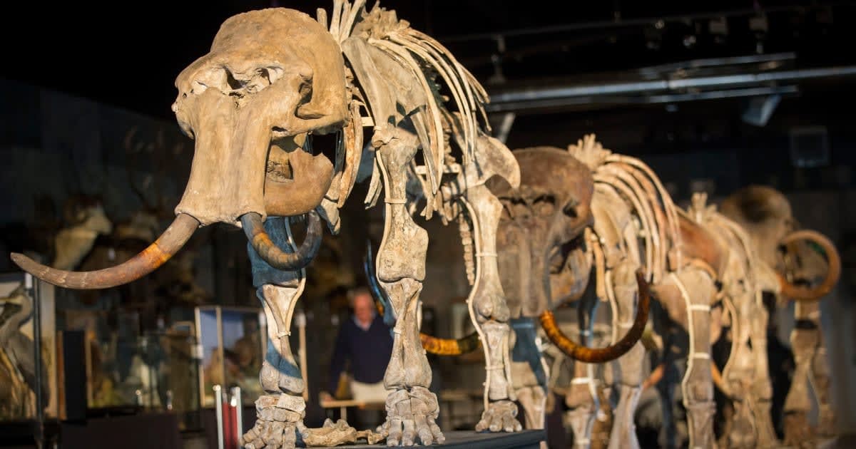 Representative Image Source: A family of mammoths is displayed at Summers Place Auctions on September 12, 2017 in Billingshurst, England. (Photo by Rob Stothard/Getty Images)
