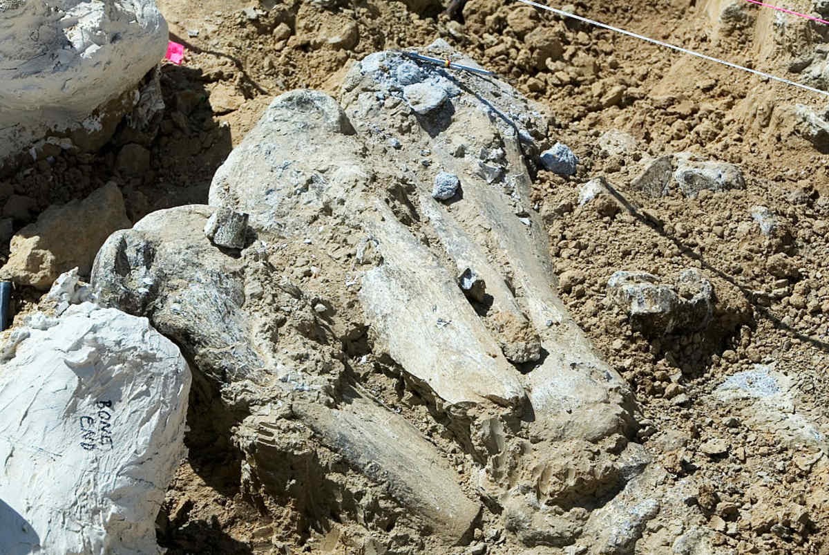 Representative Image Source: Paleontologist digs up a fossilized mammoth skeleton from the Ice Age. The skeleton is 50-70% complete with 6-7 foot long tusks and is estimated to be 400,000 to 1.8 million years old. (Ted Soqui/Corbis via Getty Images)