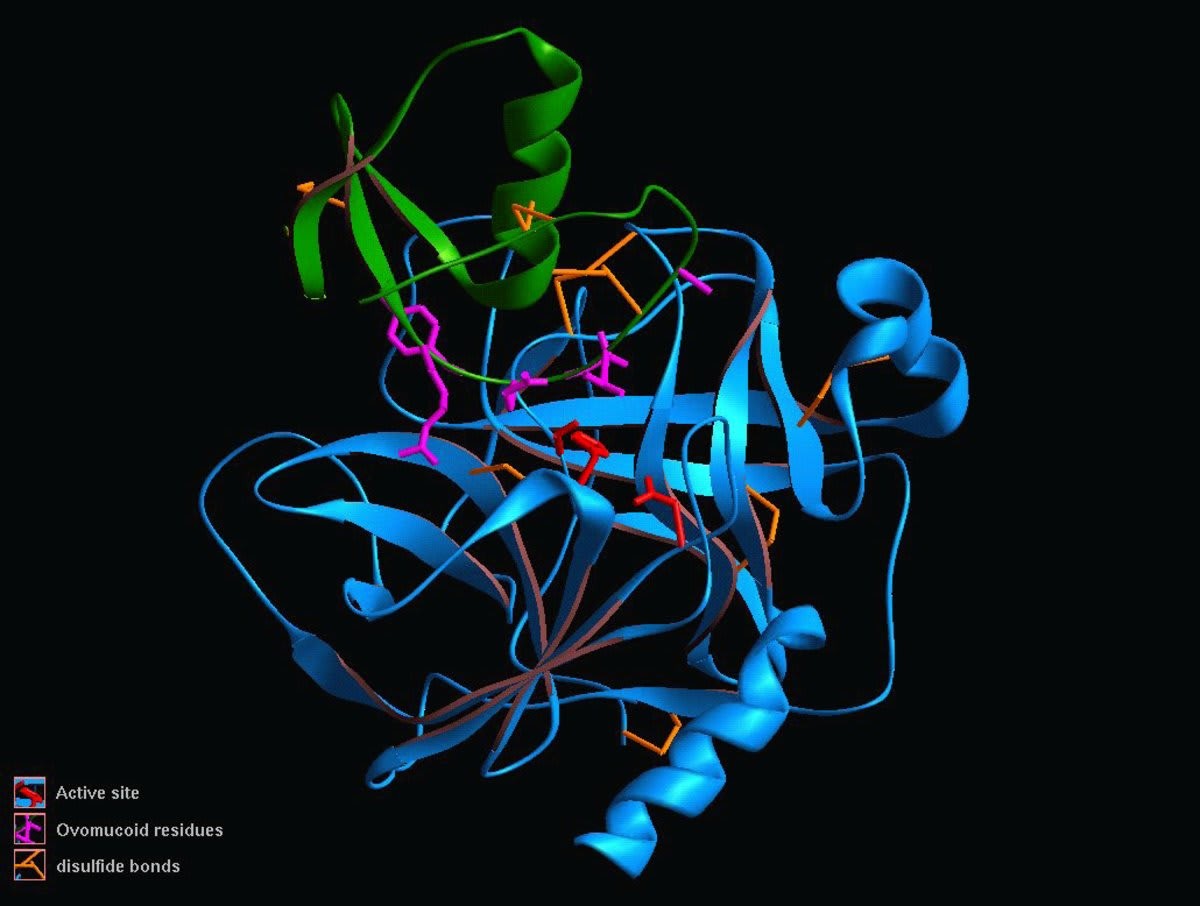 Representative Image Source: A three-dimensional computer model of a chymotrypsin ovomucoid molecule, a protein. The twisted blue and green ribbons represent amino acid strings. (Photo by © CORBIS/Corbis via Getty Images)