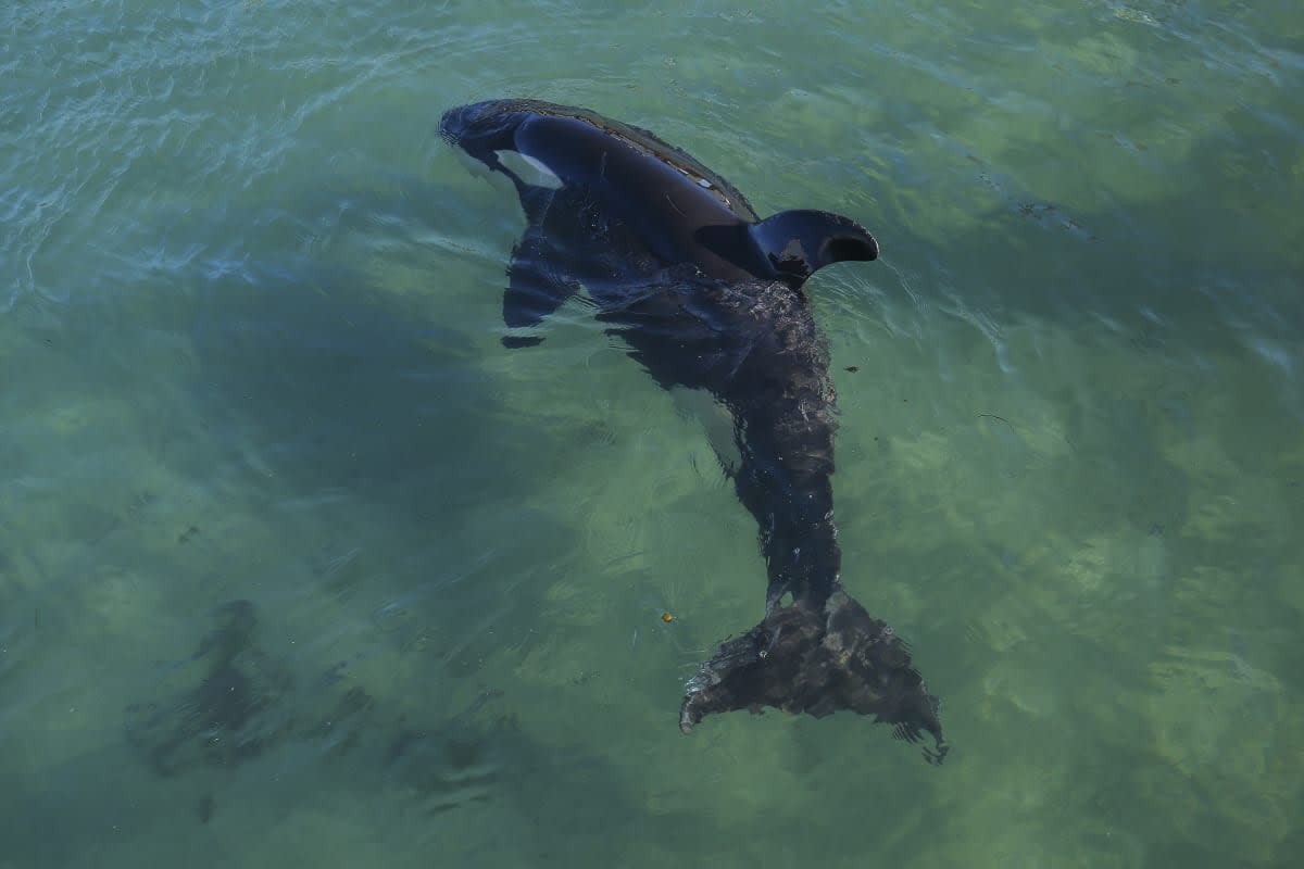 Image Source: Toa the orca swims around a makeshift enclosure at Plimmerton Boating Club on July 14, 2021 in Wellington, New Zealand. (Photo by Hagen Hopkins/Getty Images)