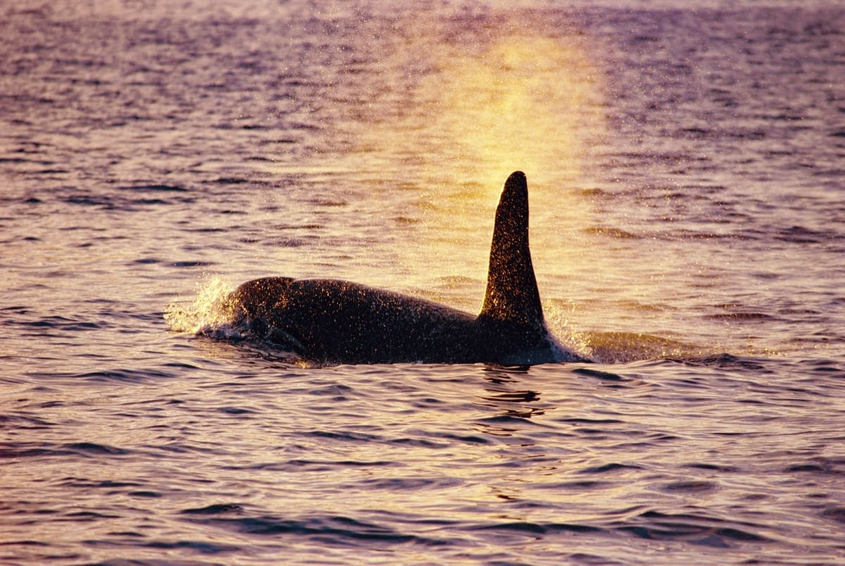 Image Source: On the surface, a killer whale (Orcinus orca) chasing schools of herring on September 29, 2005 in Tysfjord, Norway. (Photo by Alexis Rosenfeld/Getty Images)