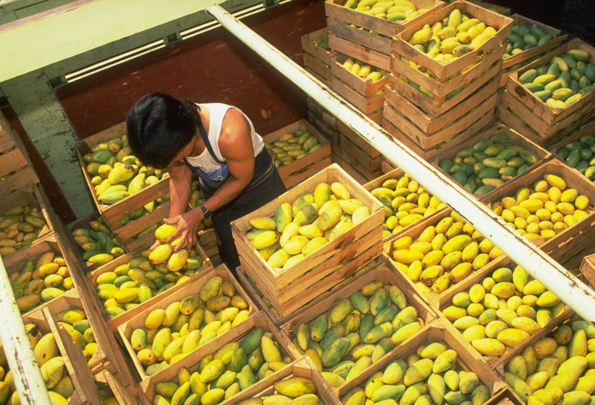 Image Source: A truckload of mangoes arrives at the Central de Abastos wholesale market in Mexico City, Mexico. (Photo by Sergio Dorantes/Corbis/VCG via Getty Images)