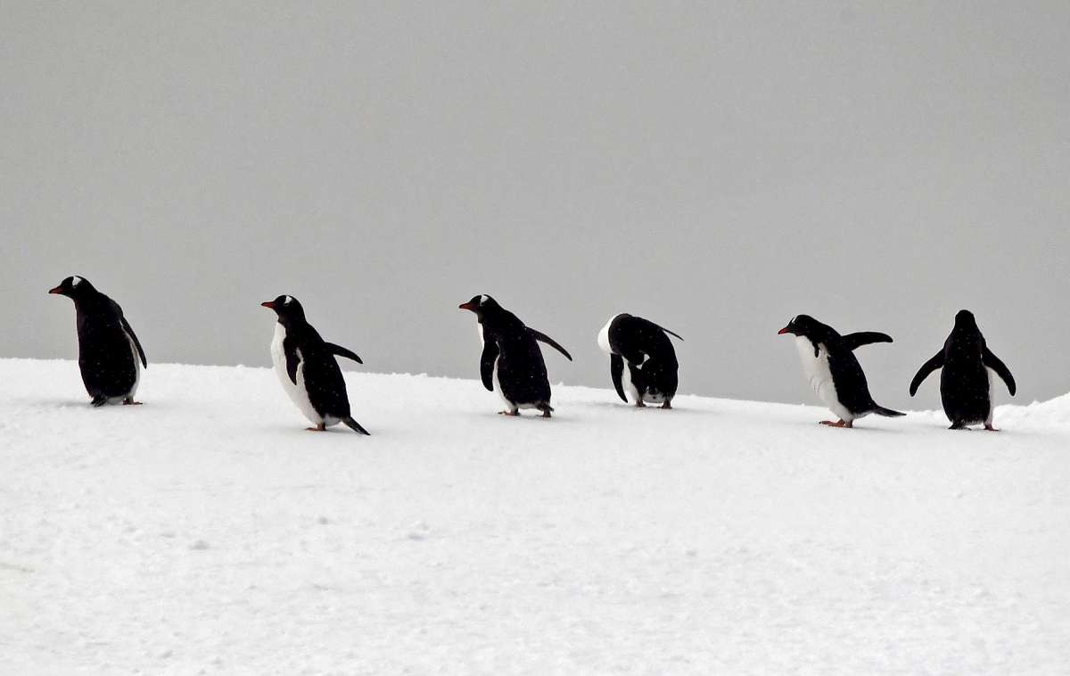 Representative Image Source: Antarctic Peninsula , Antarctica - December 19: Penguins are seen on December 19, 2021 in Antarctic Peninsula , Antarctica . (Photo by Nick Ut/Getty Images)