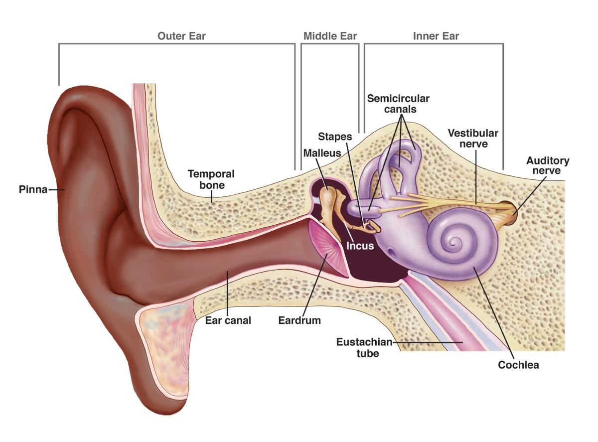 Image Source: National Institute on Deafness and Communications Disorders (NIDCD)