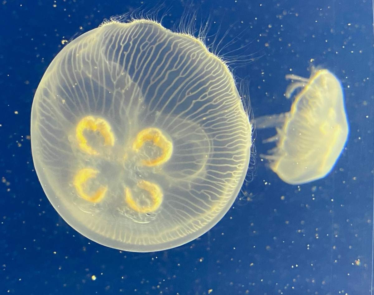 Representative Image Source: Pexels | Jill Burrow