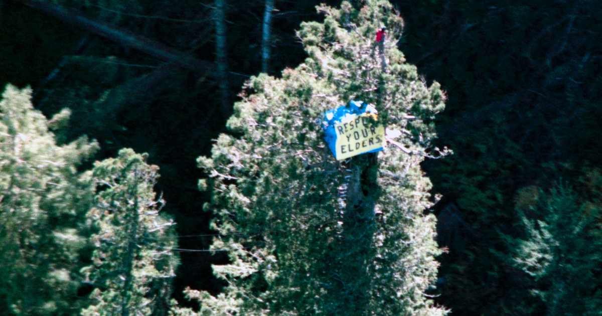 Representative Image Source: Forest Activist Julia Butterfly Hill appears on top of massive 180-foot tall, 1500-year-old California redwood tree. (Photo by Bob Riha, Jr./Getty Images)