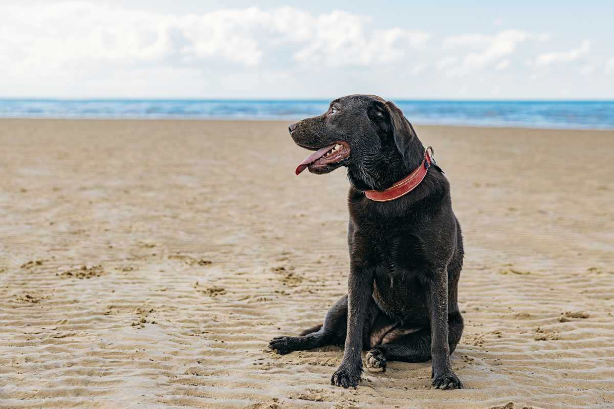Representative Image Source: Chocolate Labrador sitting on the beach (Getty Images)