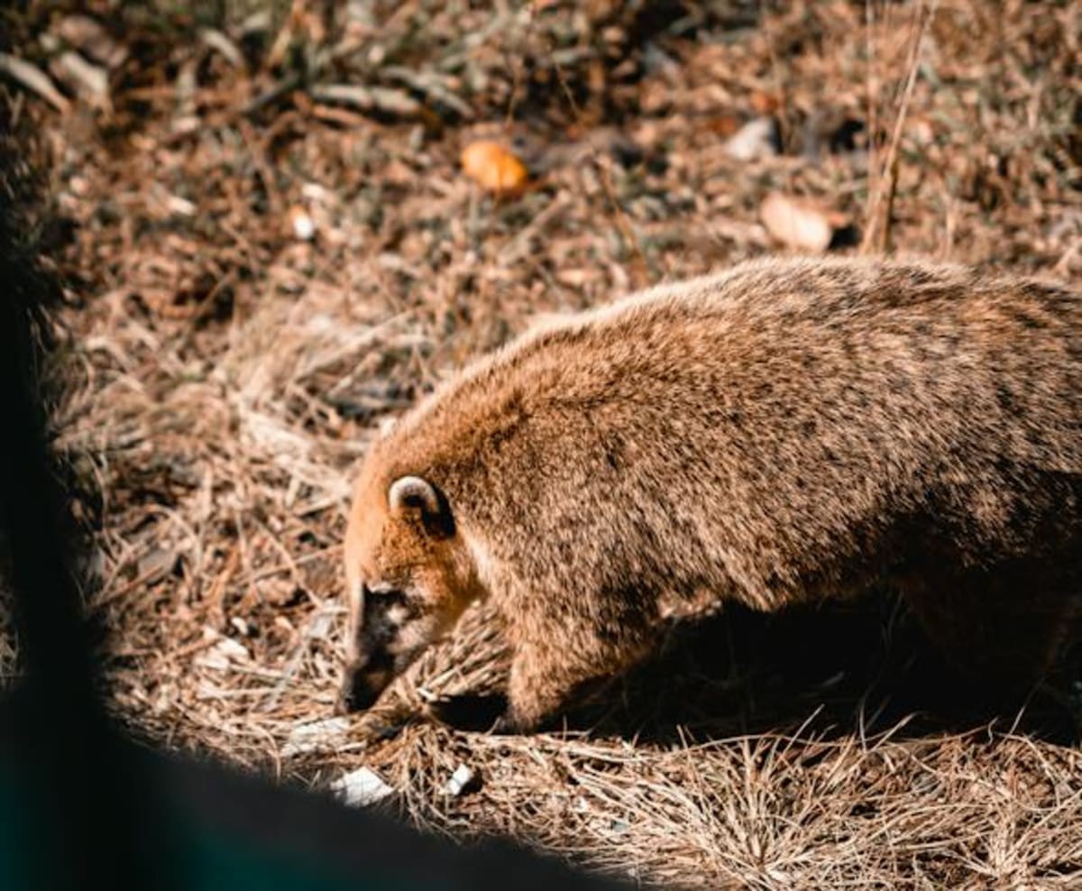 Representative Image Source: Thiago Schlemper