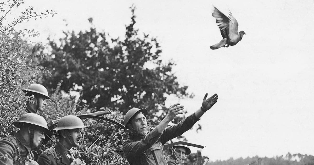 Photo shows an English Army detachment releasing two winged messengers during World War II. Ca. 1940s.(Getty Images/Photo by Bettmann)
