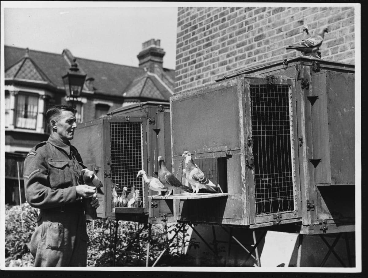 Representative Image Source: A handler from the Army Pigeon Service stands with some of the carrier pigeons that were used in Africa during World War II. (Photo by Hulton-Deutsch/Hulton-Deutsch Collection/Corbis via Getty Images)