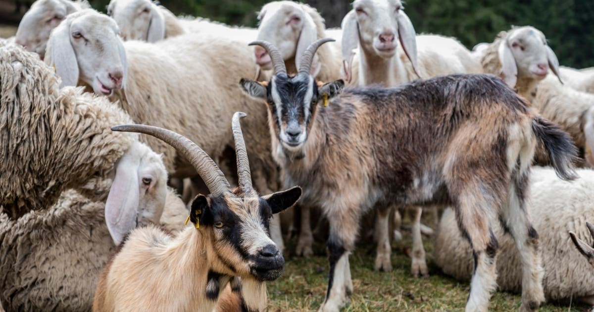 Image Source : Sheep and goats rest at Pian del Cansiglio on April 18, 2018 in Belluno, Italy. Transhumance is an old tradition that takes place every spring in the north east of Italy, the flock of sheep leaves the plain to go to graze in the mountains for the summer months. (Photo by Stefano Mazzola/Awakening/Getty Images)