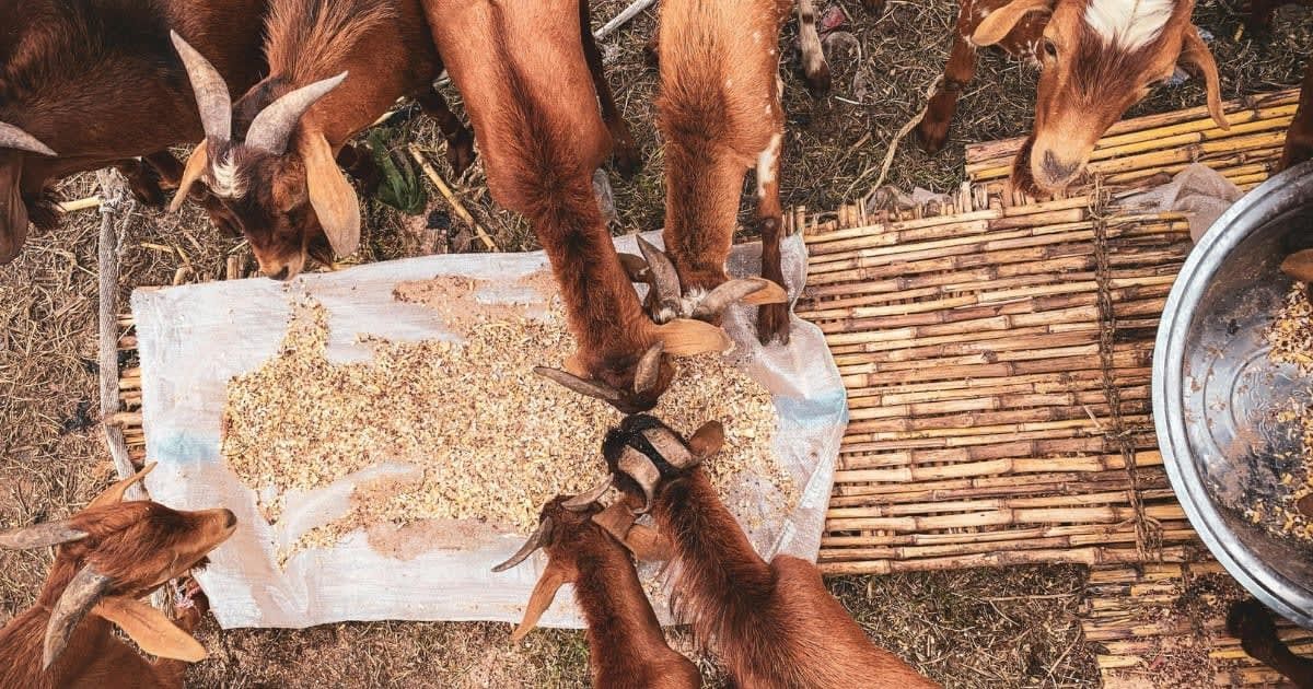Representational Image Source - Pexels I Photo by Tope A. Asokere
