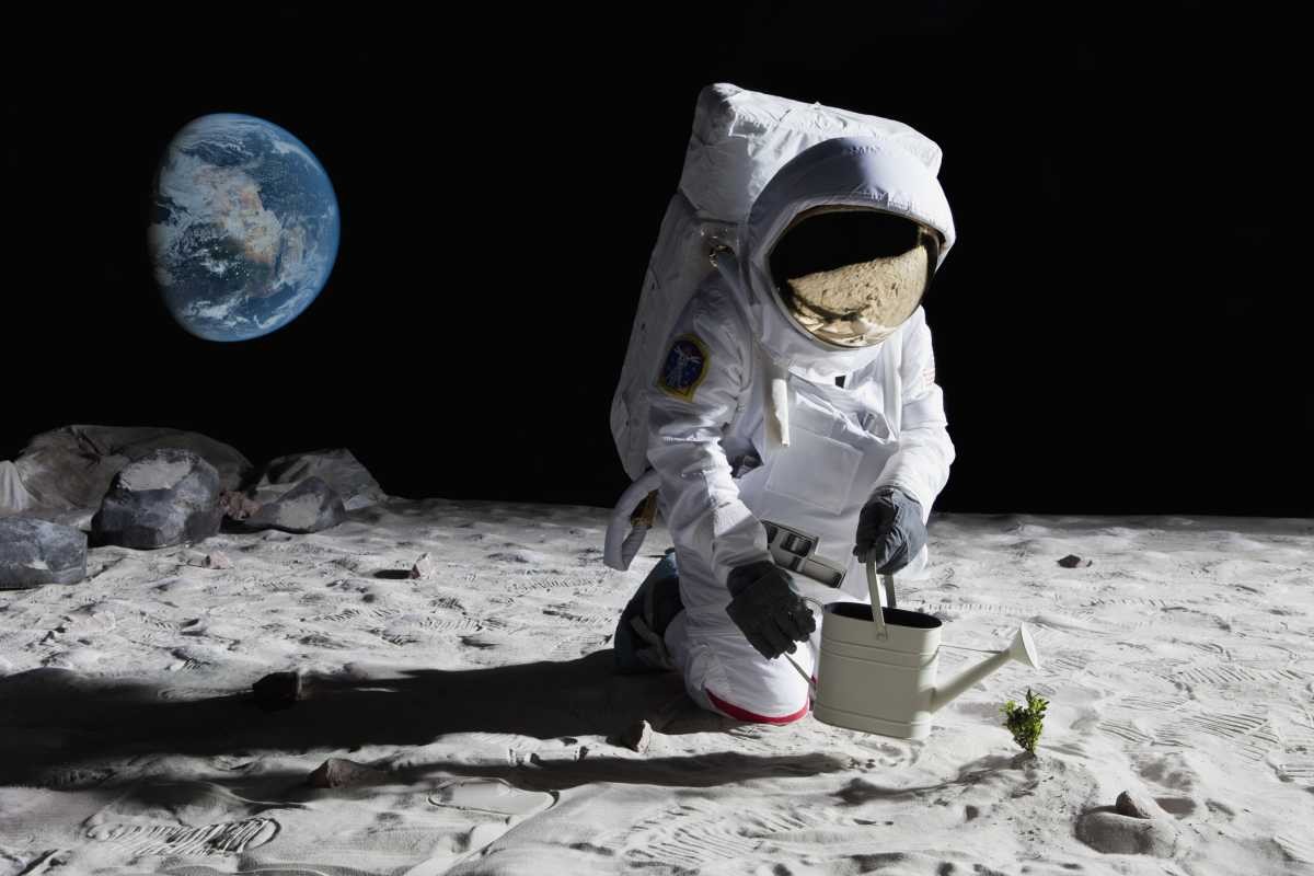 An astronaut gardening on the moon (Representative Image Source: Getty Images | Caspar benson)
