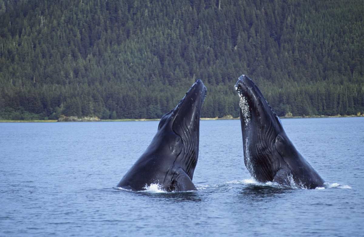 Representative Image Source: Getty Images | Johnny Johnson