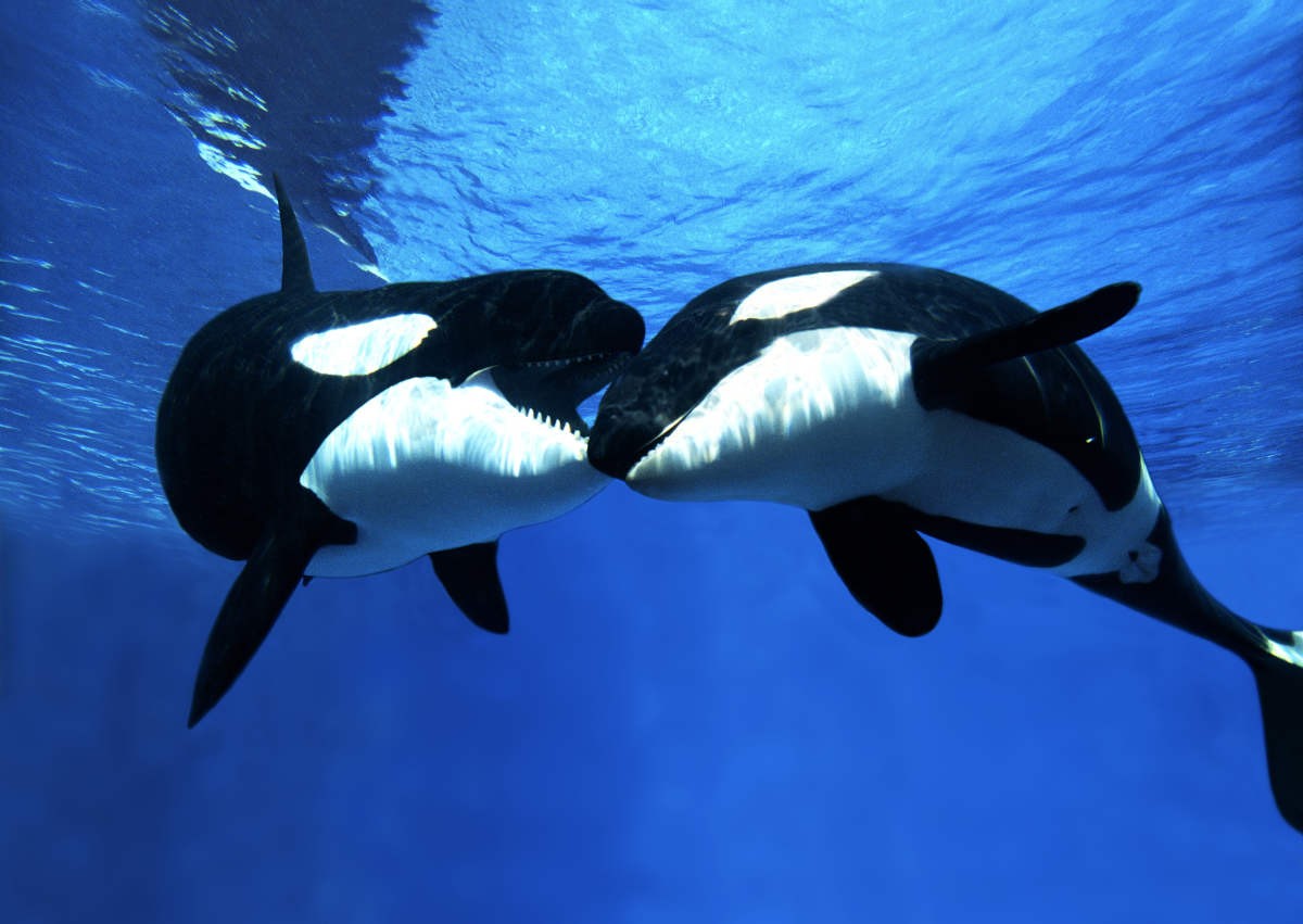 Representative Image Source: Getty Images | Slowmotiongll