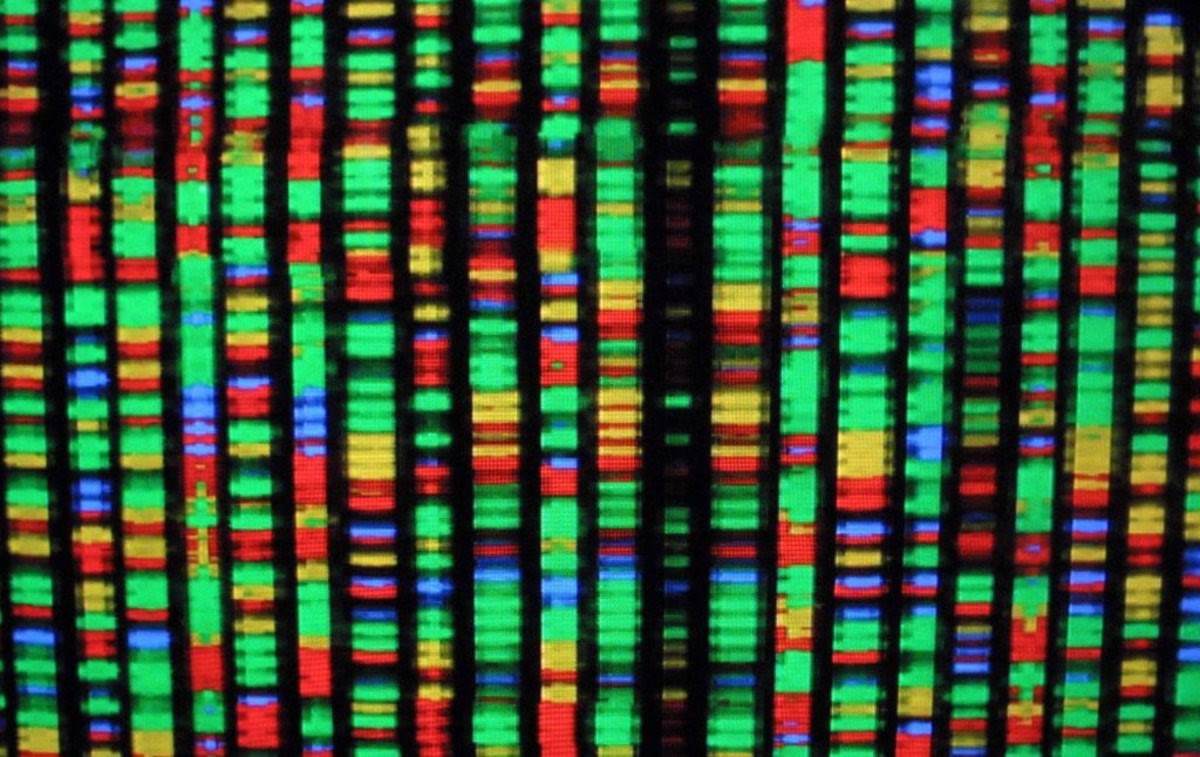 Representative Image Source: 393282 04: A digital representation of the human genome August 15, 2001 at the American Museum of Natural History in New York City. Each color represents one the four chemical compenents of DNA. (Photo by Mario Tama/Getty Images)