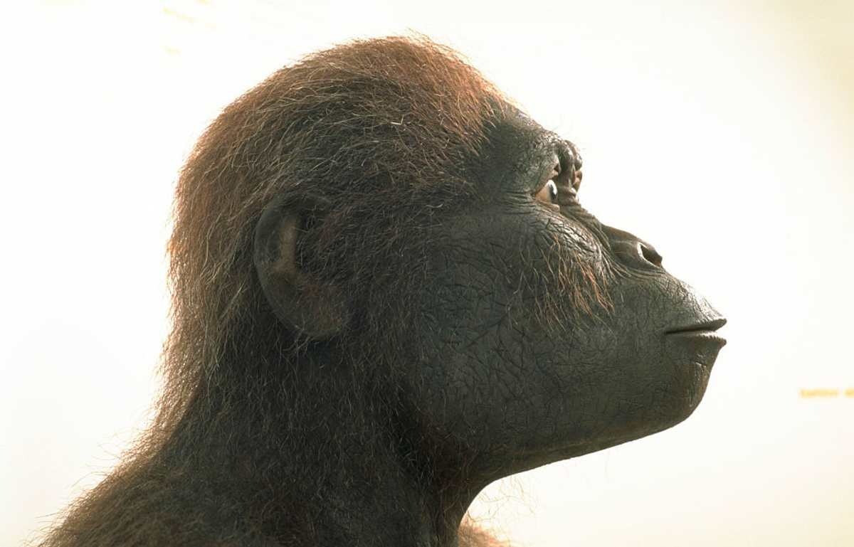 Representative Image Source: Reconstruction of an 'Australopithecus Africanus' head - 2 to 3 million years old. (Photo by Régis BOSSU/Sygma via Getty Images)