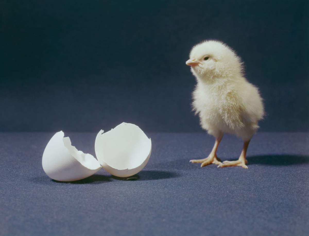 Representative Image Source: Close-up of newly hatched chick (Getty Images)