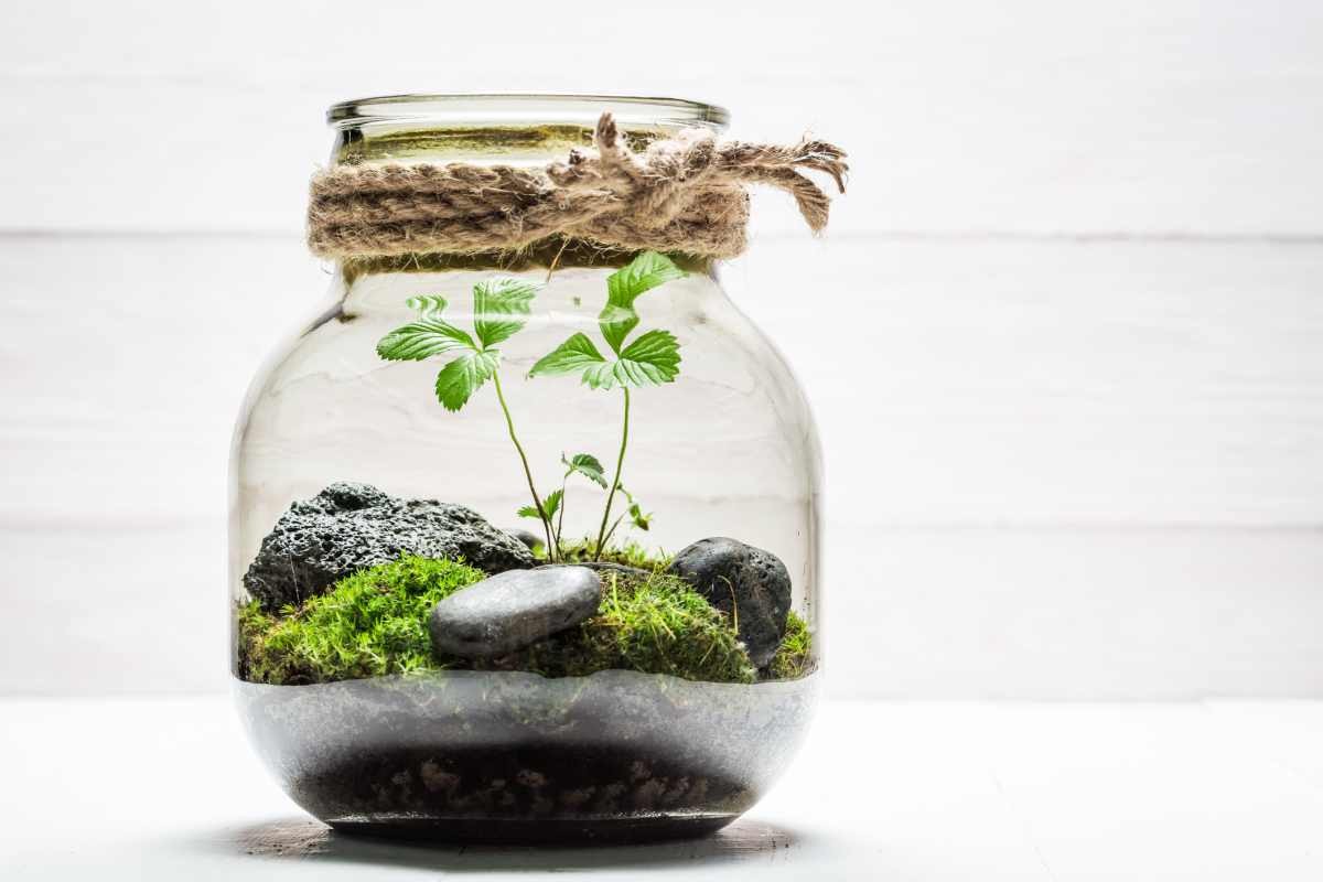 Representative Image Source: Amazing jar with piece of forest as new life concept (Getty Images)