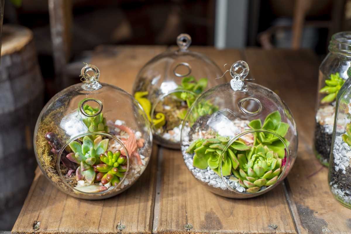 Representative Image Source: Table top indoor decorative miniature garden in clear glass bubble with cactuses and succulents. Decorative glass vase with succulent and cactus plants (Getty Images)