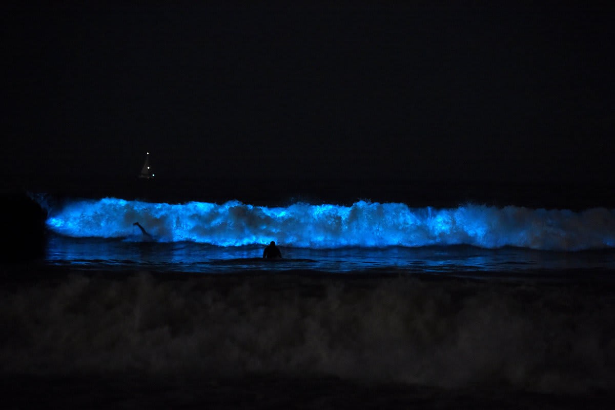 Representative Image Source: Revelers play in the bioluminescent waves crashing onto Venice Beach on May 06, 2020 in Venice, California. (Photo by Amanda Edwards/Getty Images)