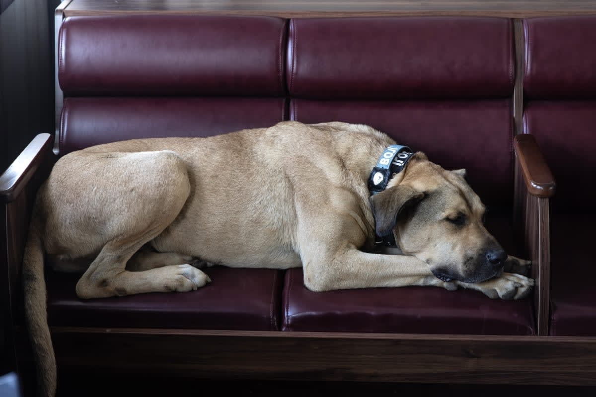 Image Source: Getty Images | Photo by Chris McGrath/Getty Images