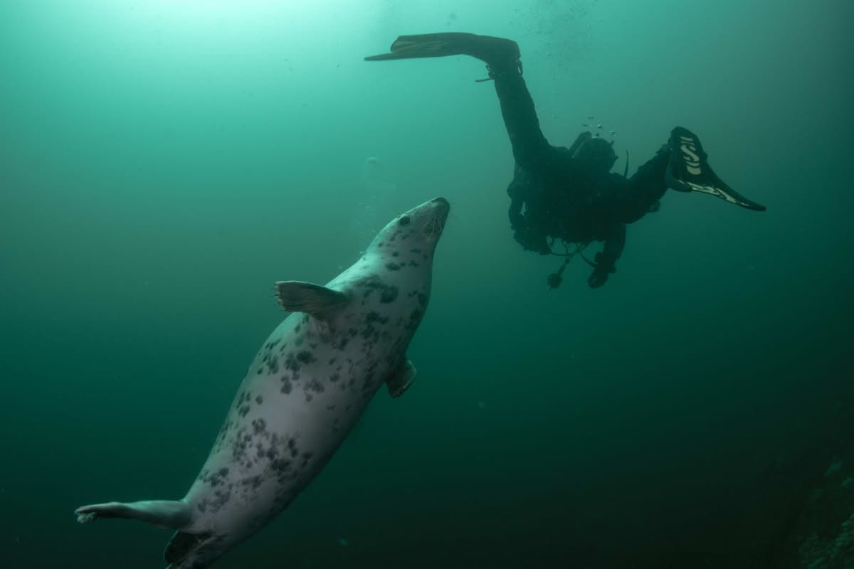A grey seal swims up to a scuba diver. (Representative Image Source: Getty Images | Huw Thomas)