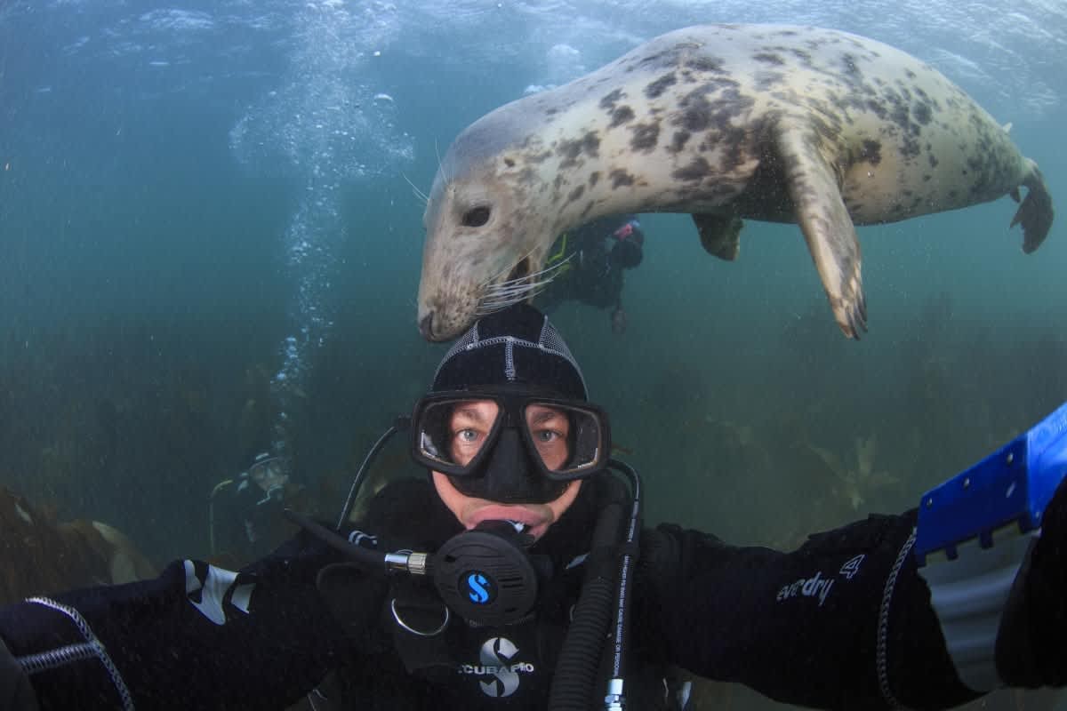 A Grey seal nibbles at the hood of a scuba diver. (Representative Image Source: Getty Images | Bernard Radvaner)