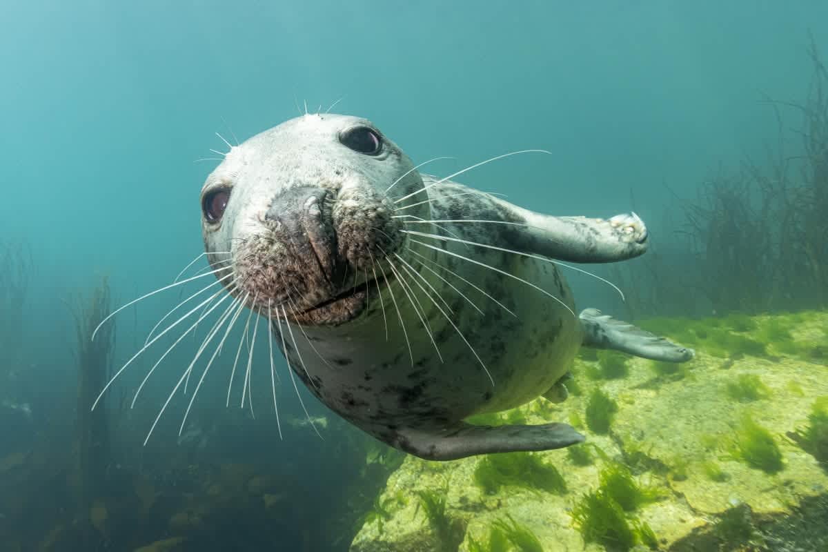 An Atlantic grey seal looking at the camera underwater. (Representative Image Source: Getty Images | Mark Chivers)