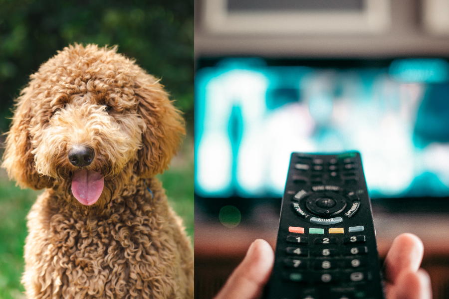 Pictures of a dog and a hand pointing a remote control at a TV