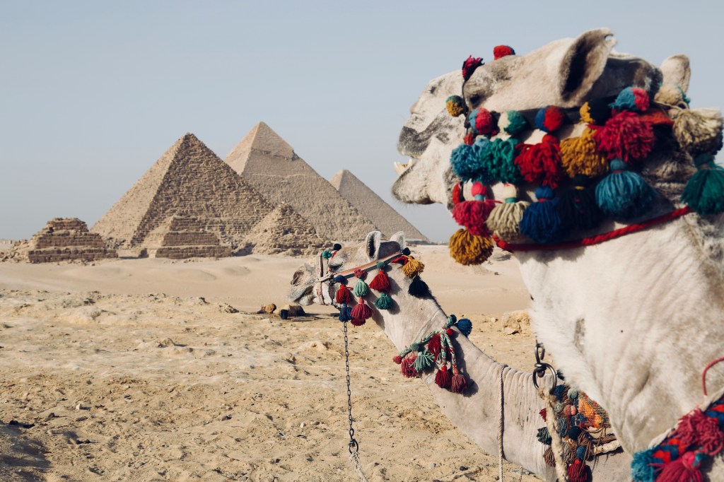 Camels stand against the backdrop of the Egyptian pyramids